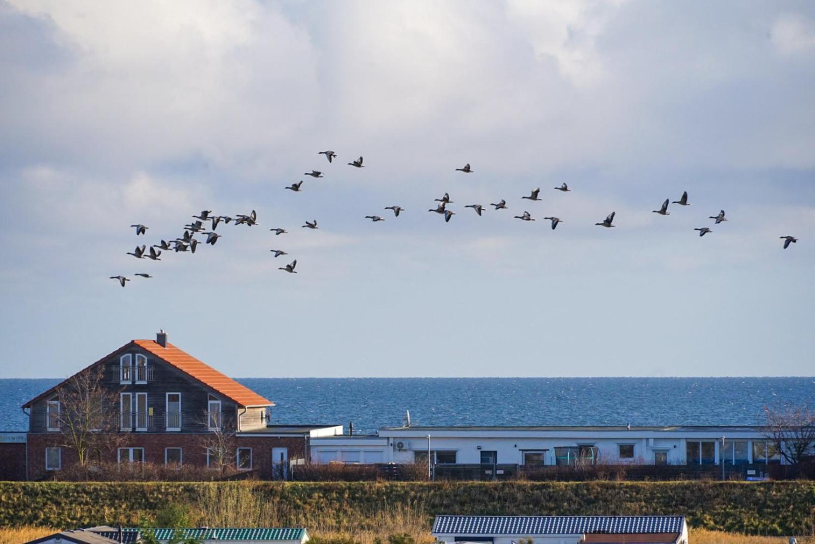 Apartment Mit Meerblick Heringsdorf  Eksteriør billede